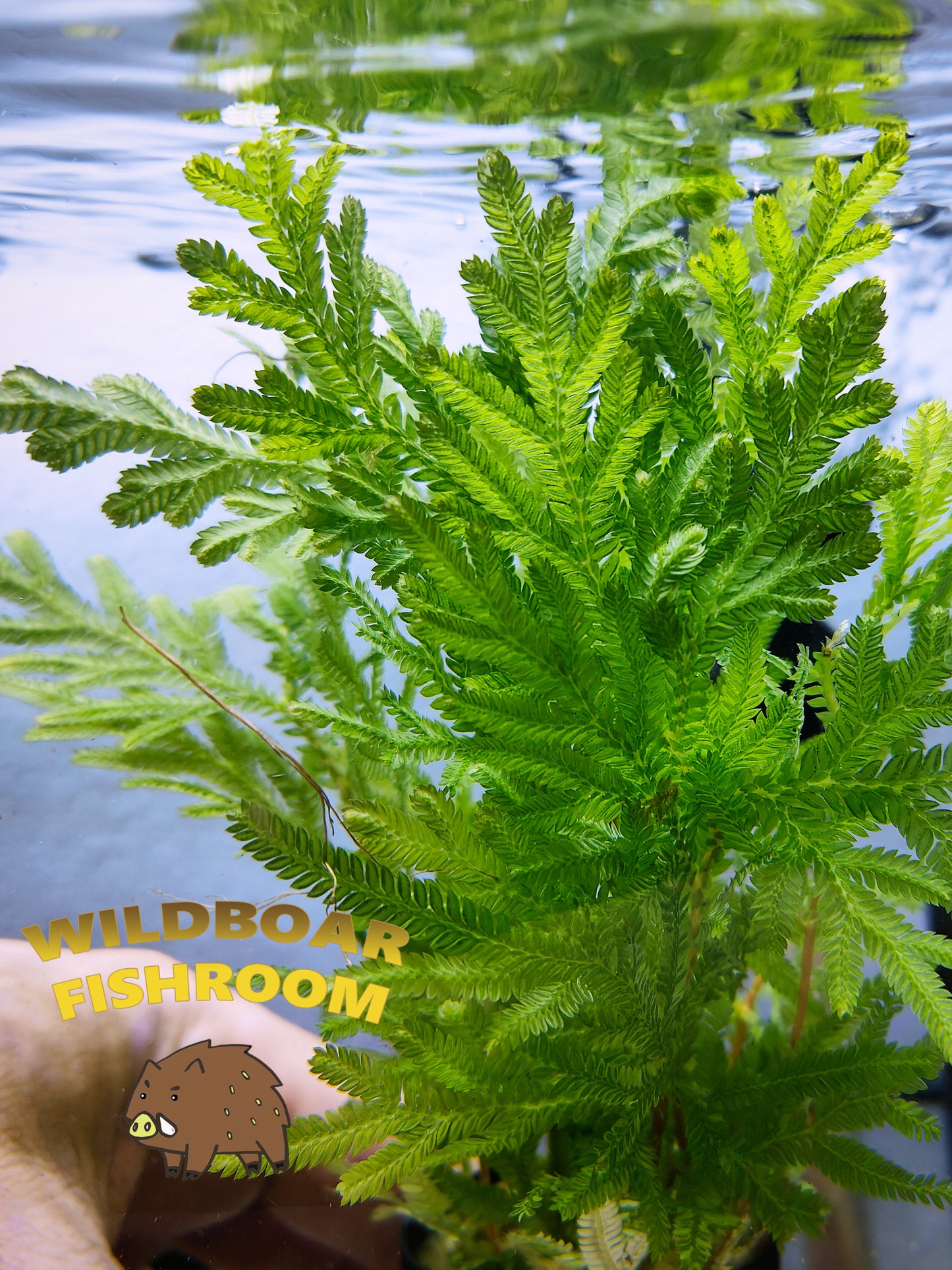 Selaginella Willdenowii (Spike Moss)