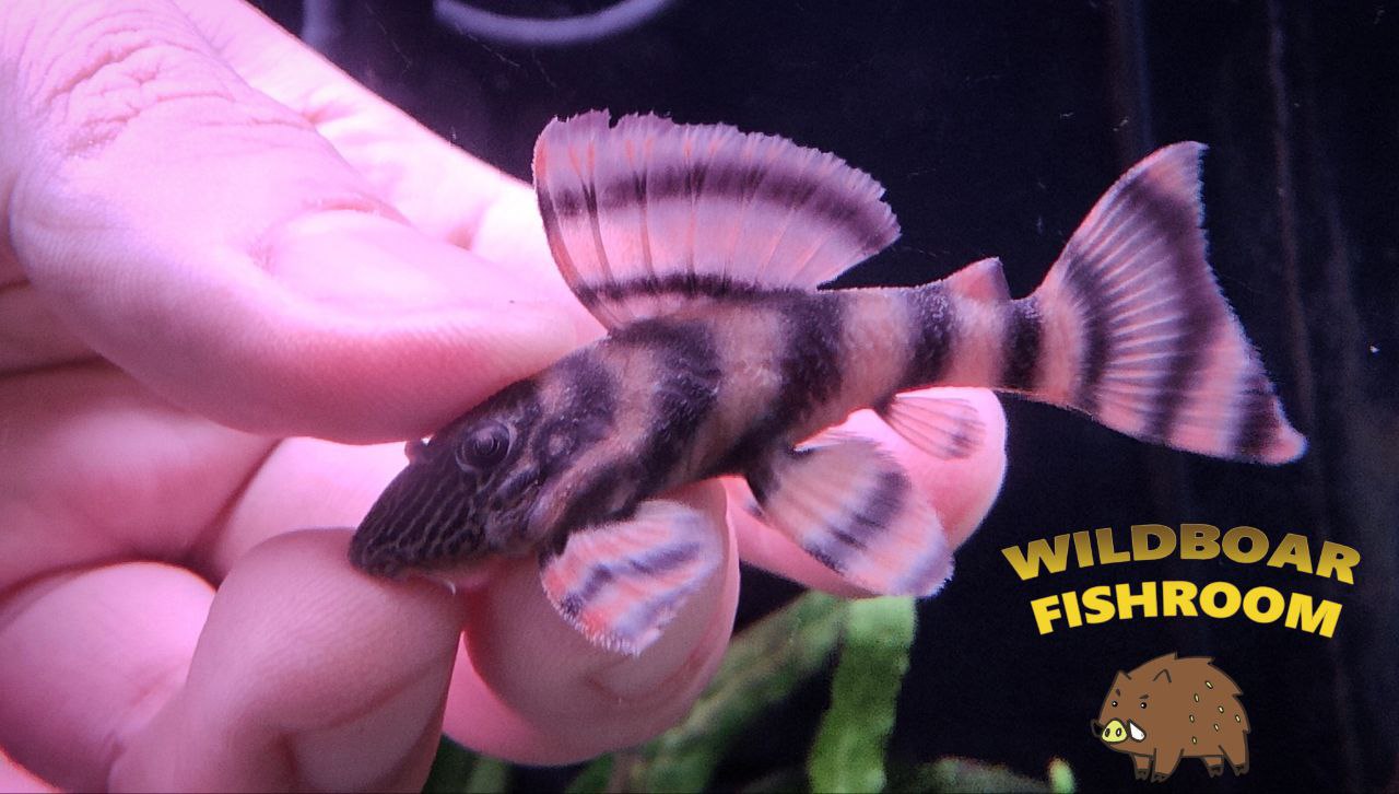 L397 pleco