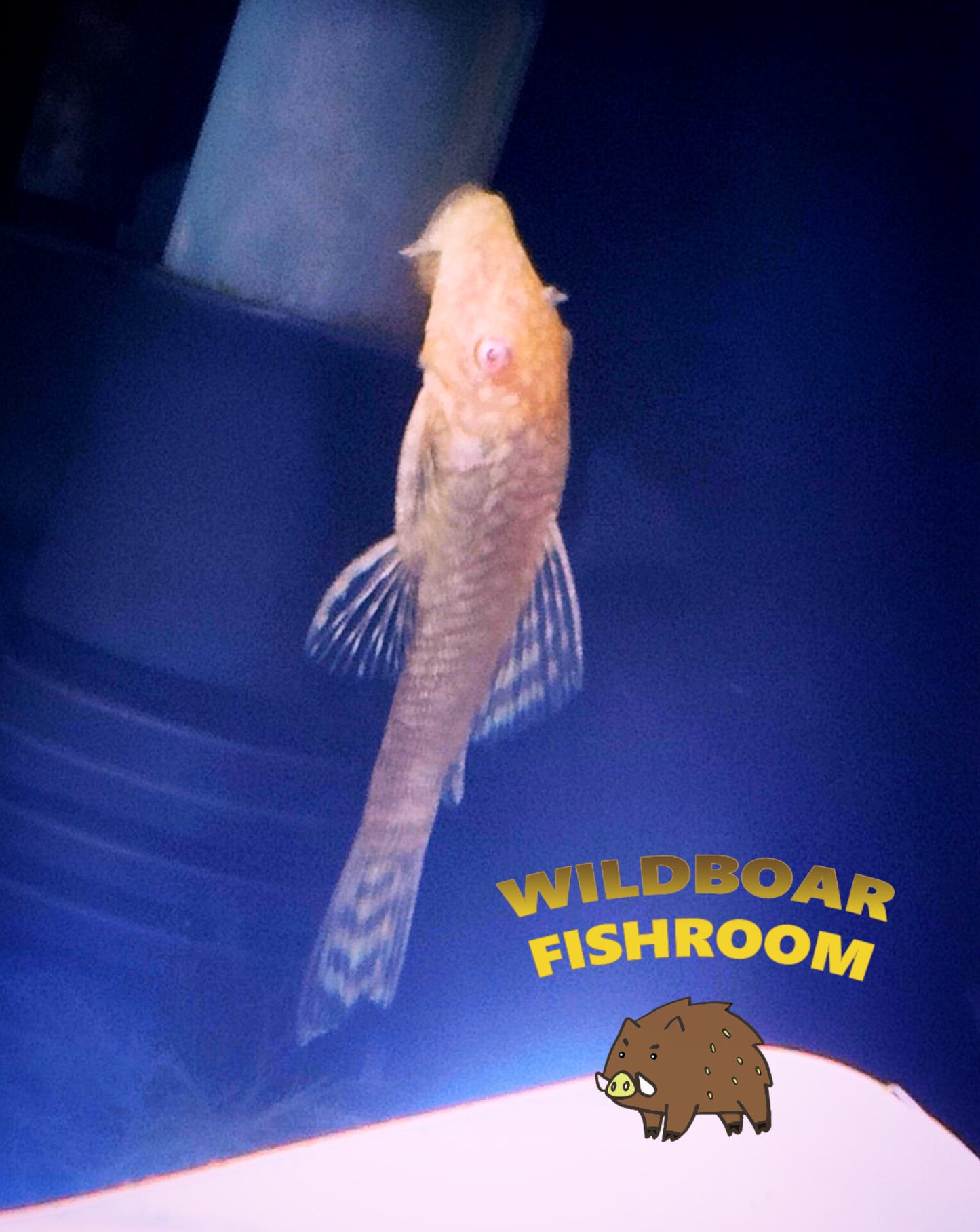 Albino L144 Pleco