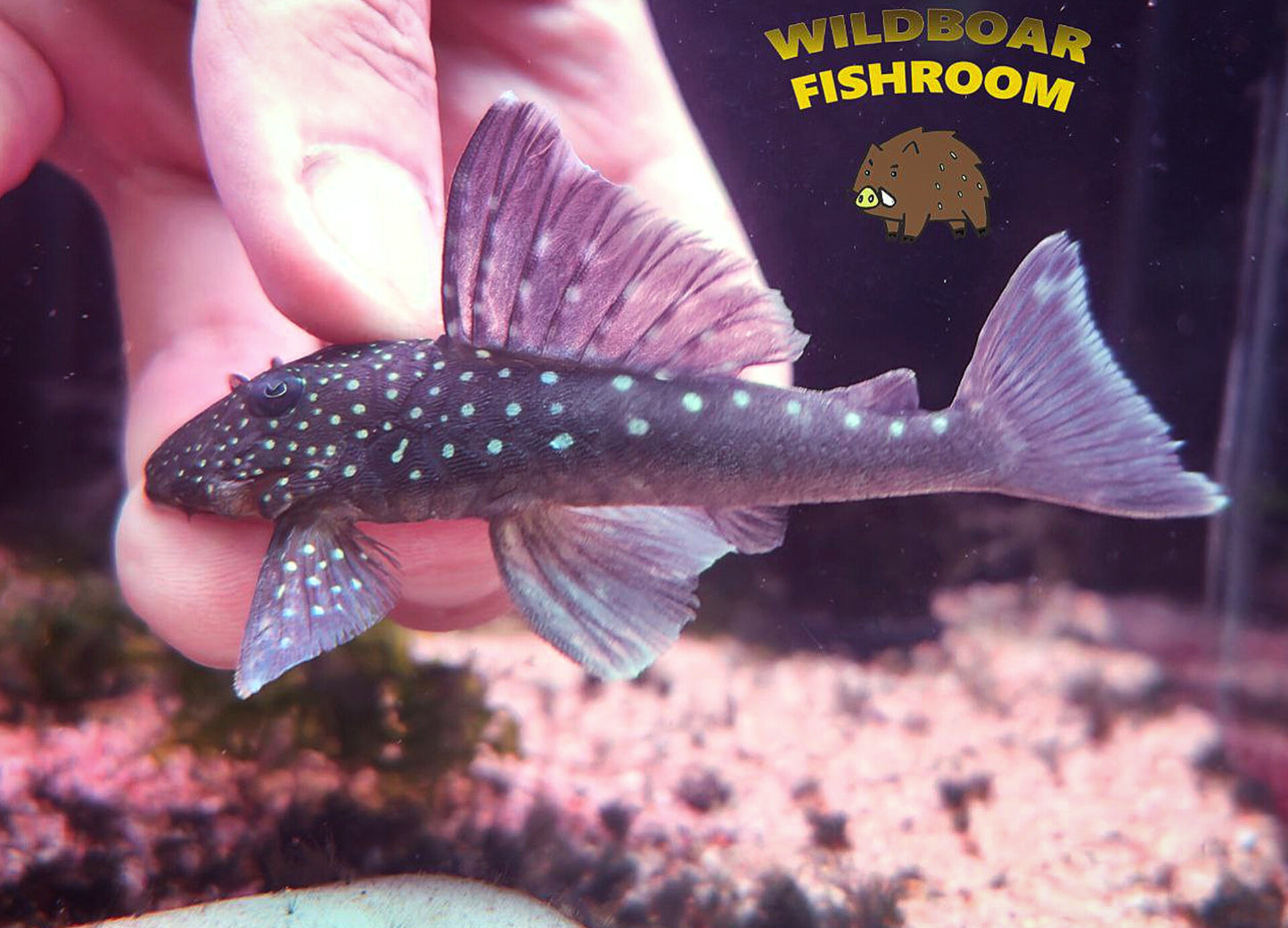 L128 Blue Phantom Pleco