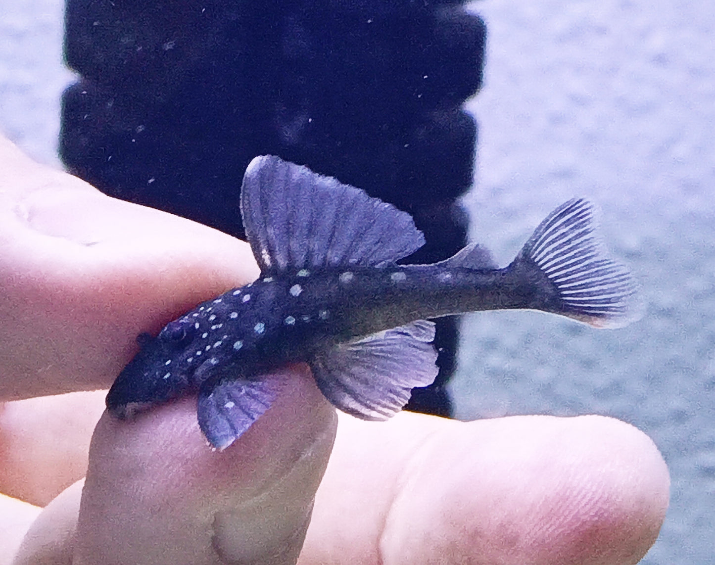 L128 pleco x 1