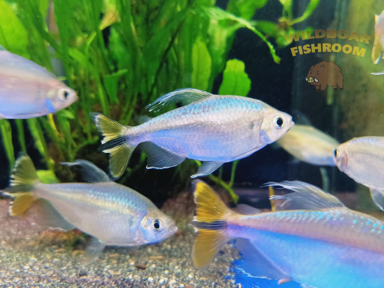Yellow Congo Tetras (Alestopetersius caudalis)