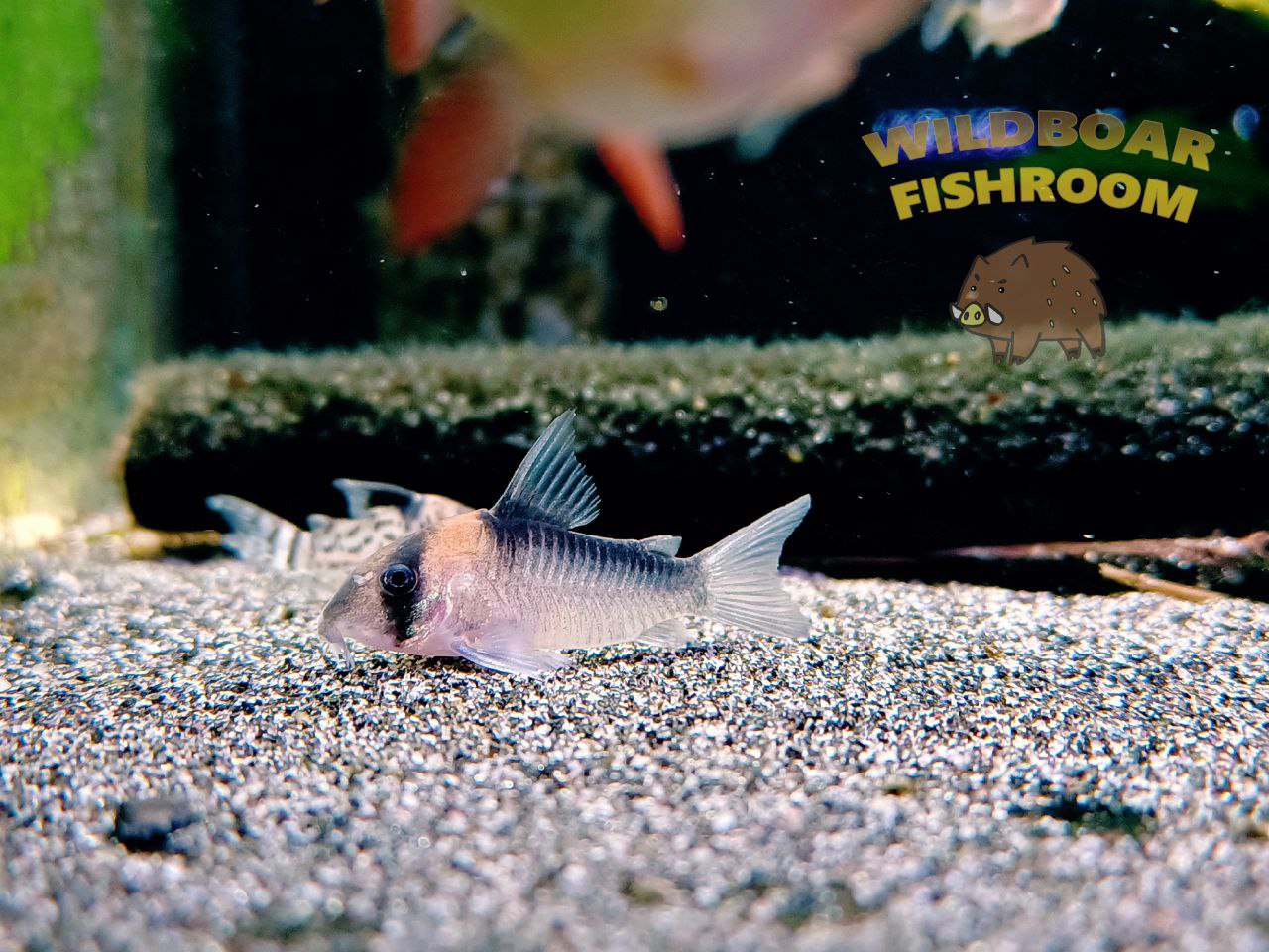 Corydoras duplicareus x 3