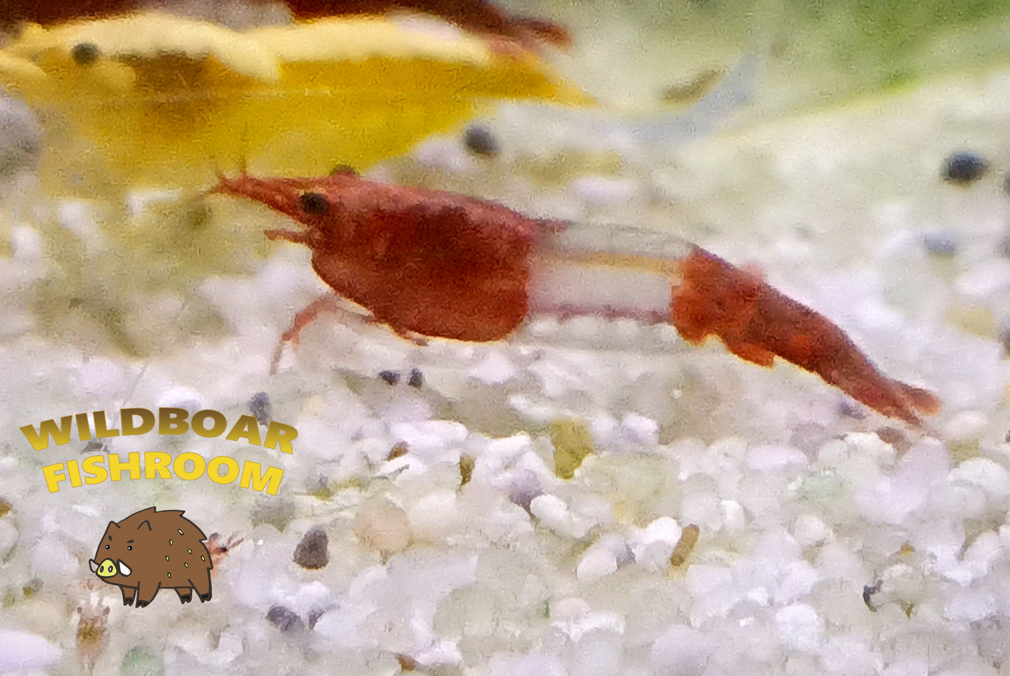 Red Rilli shrimps x 5