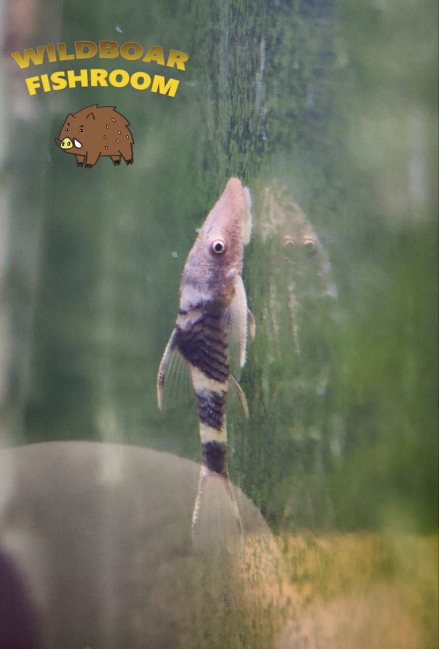 Orange Otocinclus (orange oto)