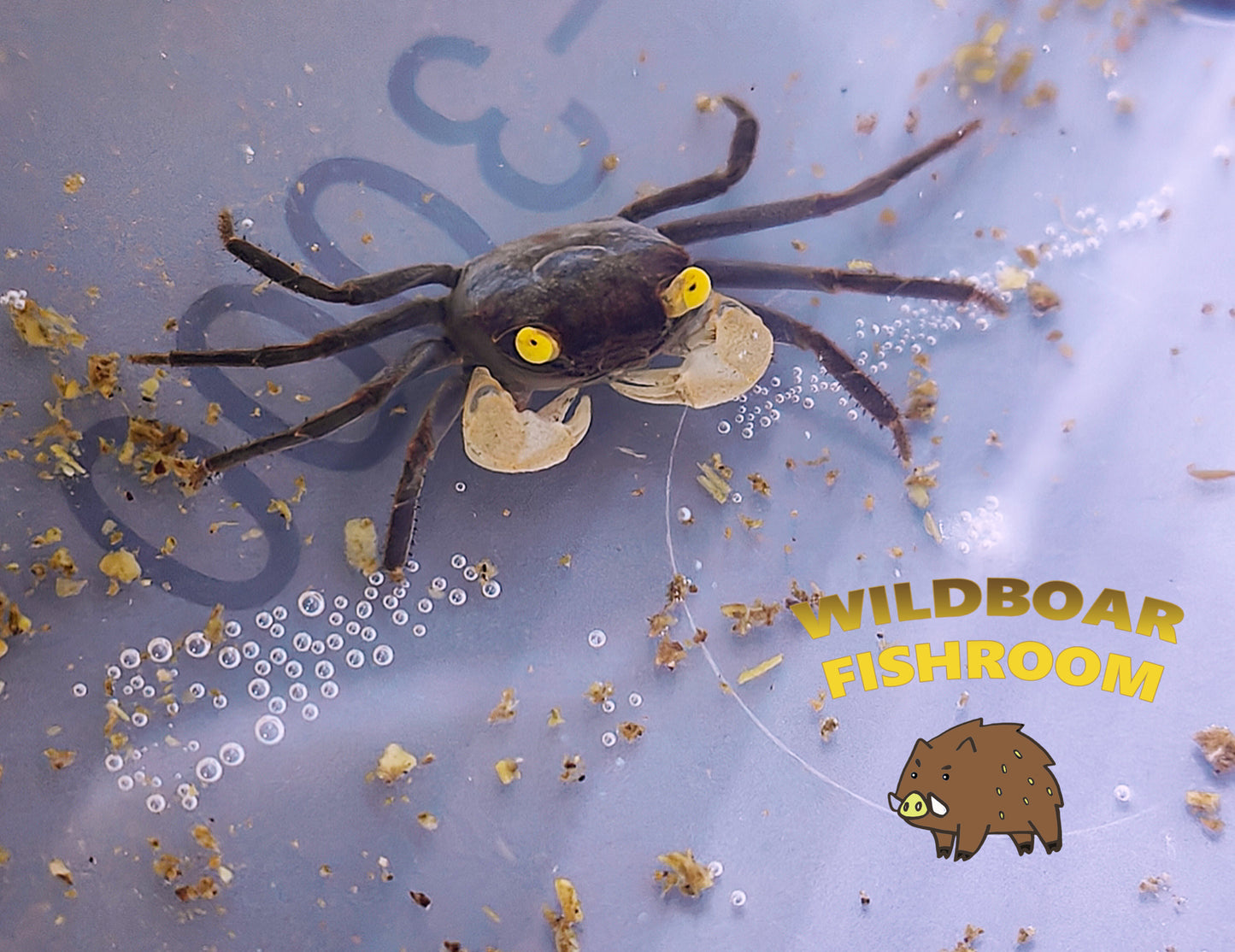 White Gloves vampire crab