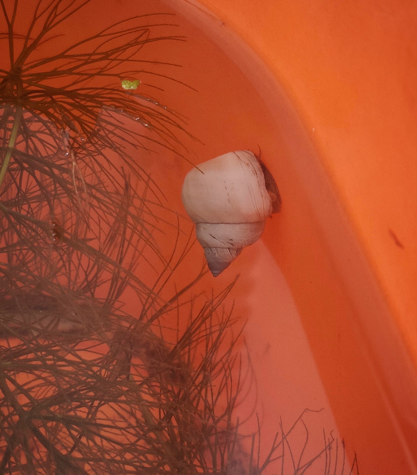 White wizard snail (Filopaludina martensi)