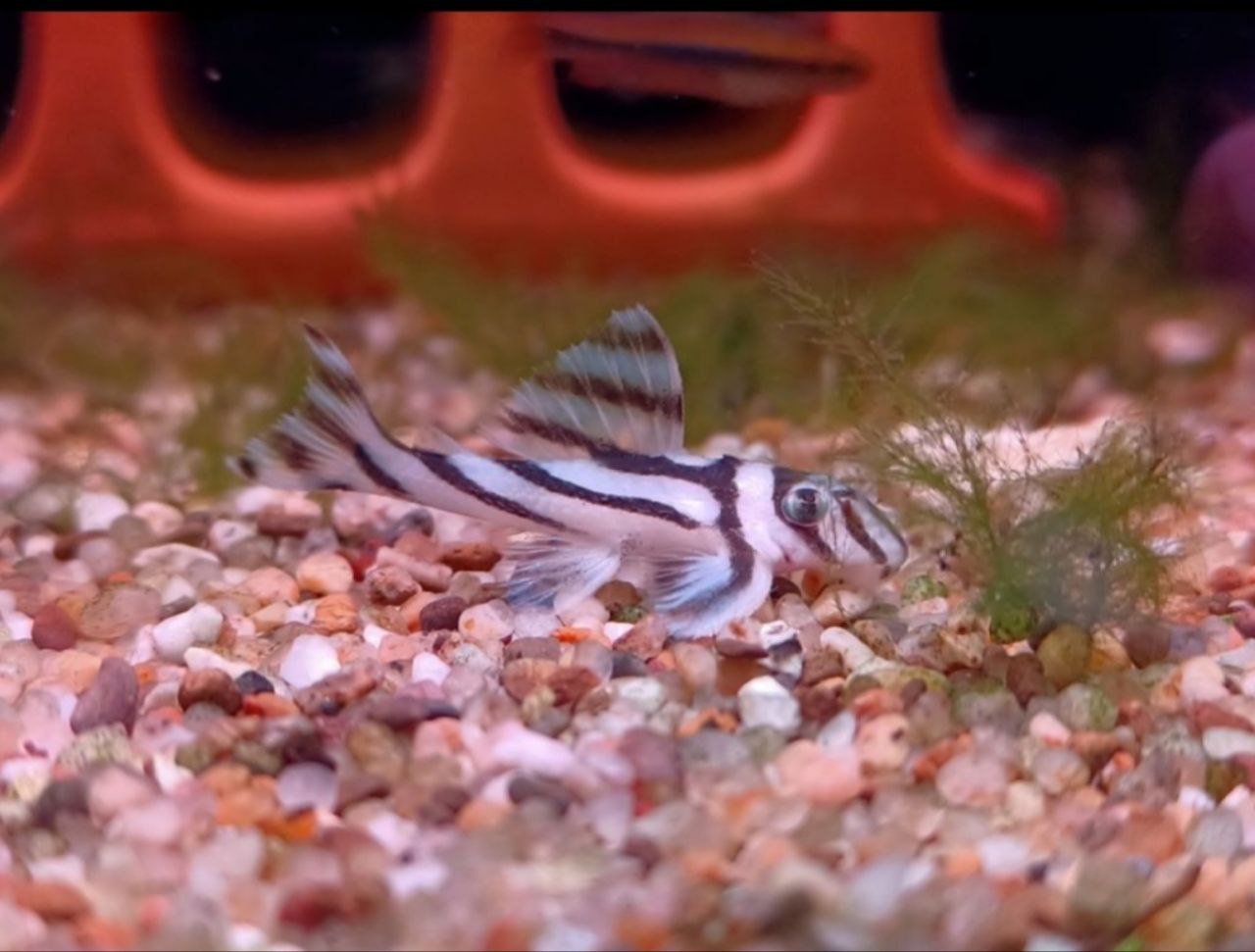 L46 Zebra Pleco