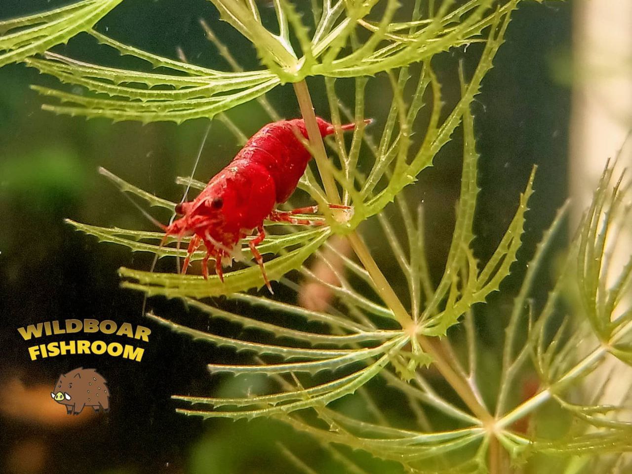 Strawberry Rasbora x 10 and Fire Red shrimps x 10