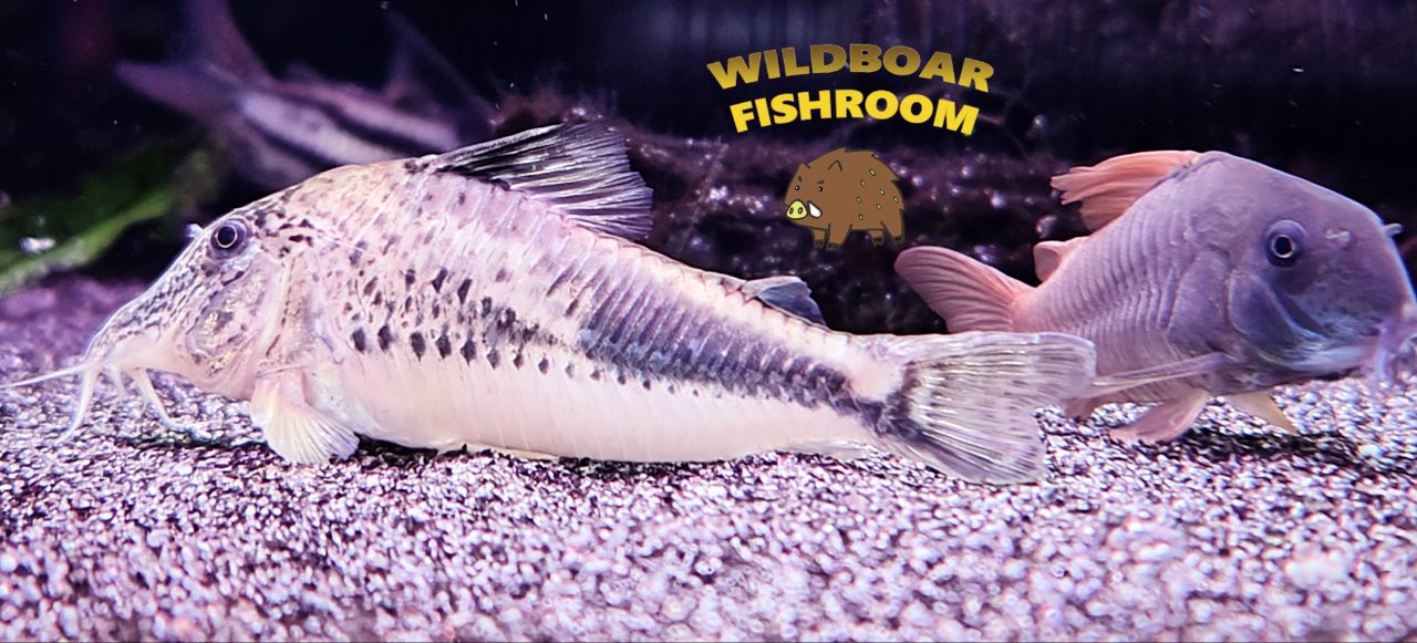 Corydoras Fowleri