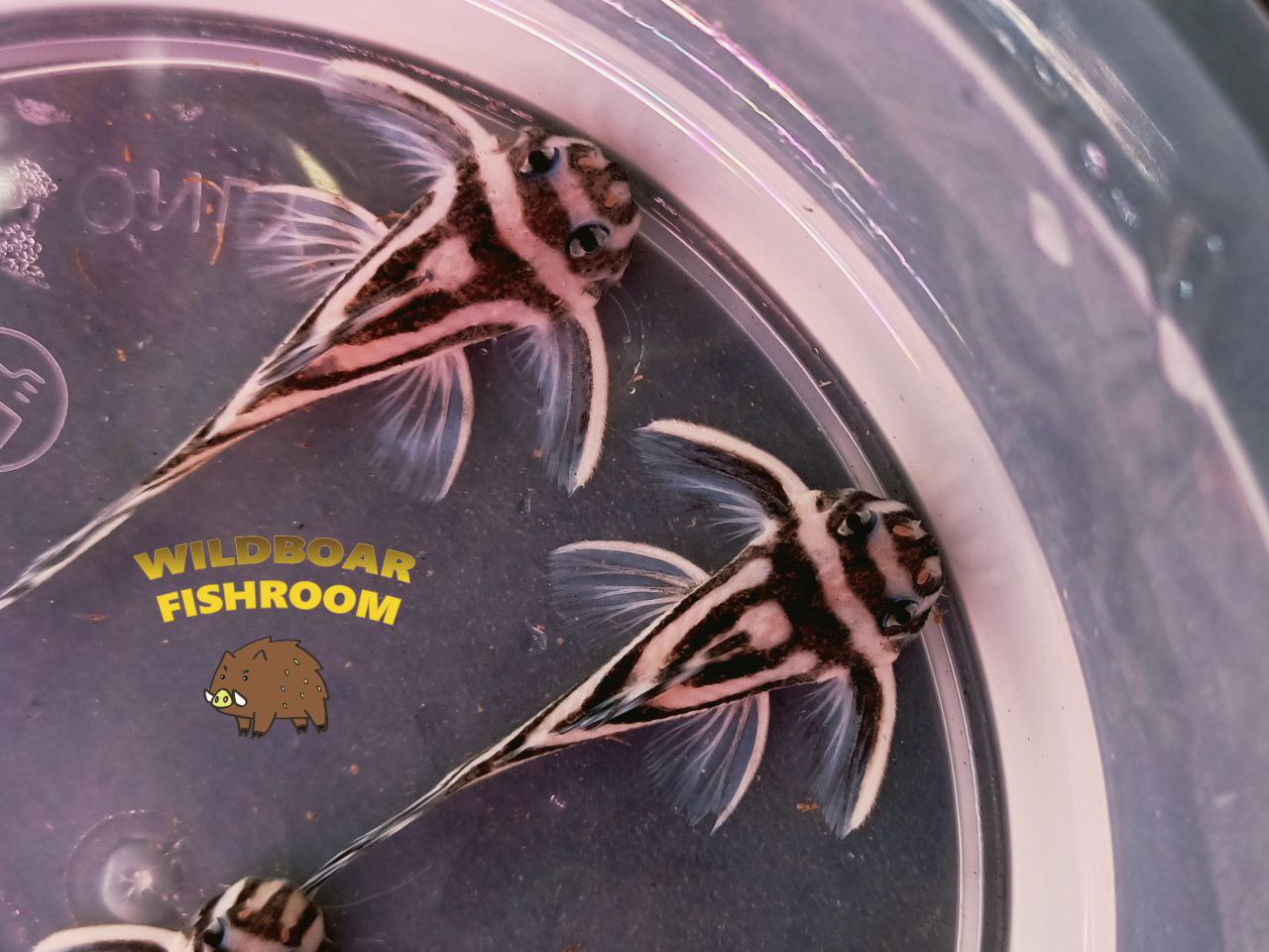 L46 Zebra Pleco