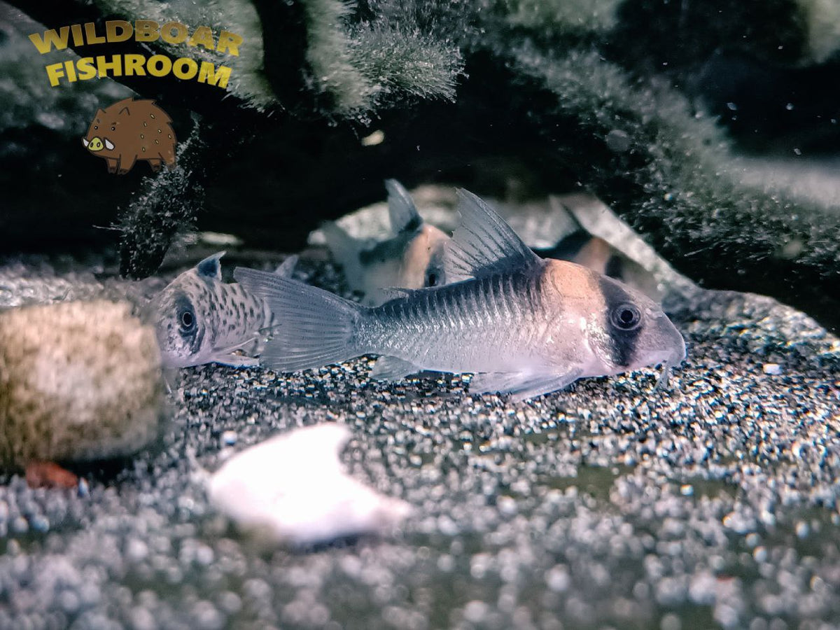 Corydoras duplicareus x 3