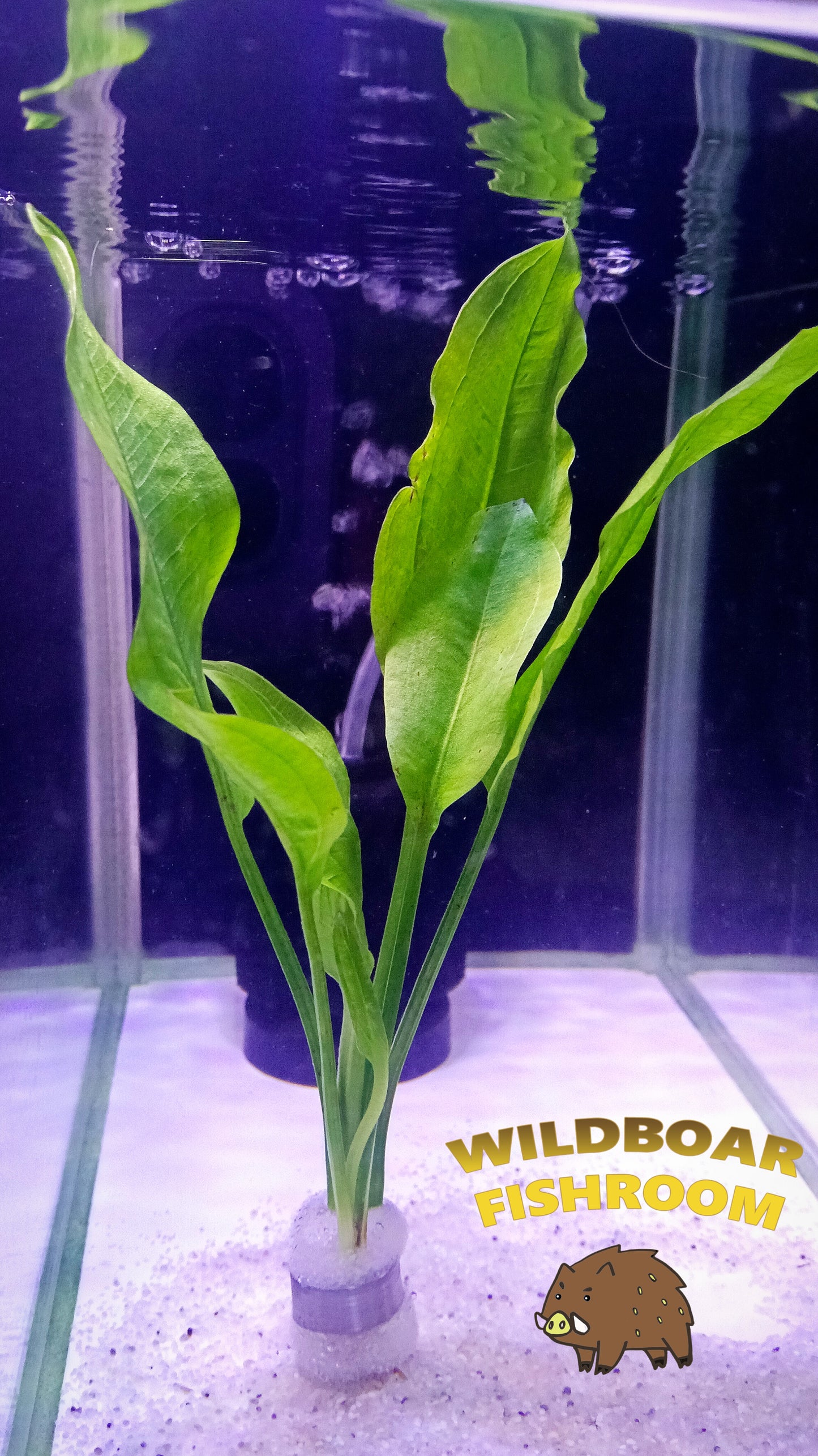 Echinodorus amazonicus