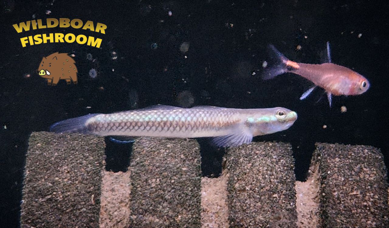 Rainbow goby x 2 and Blue neon goby x 3