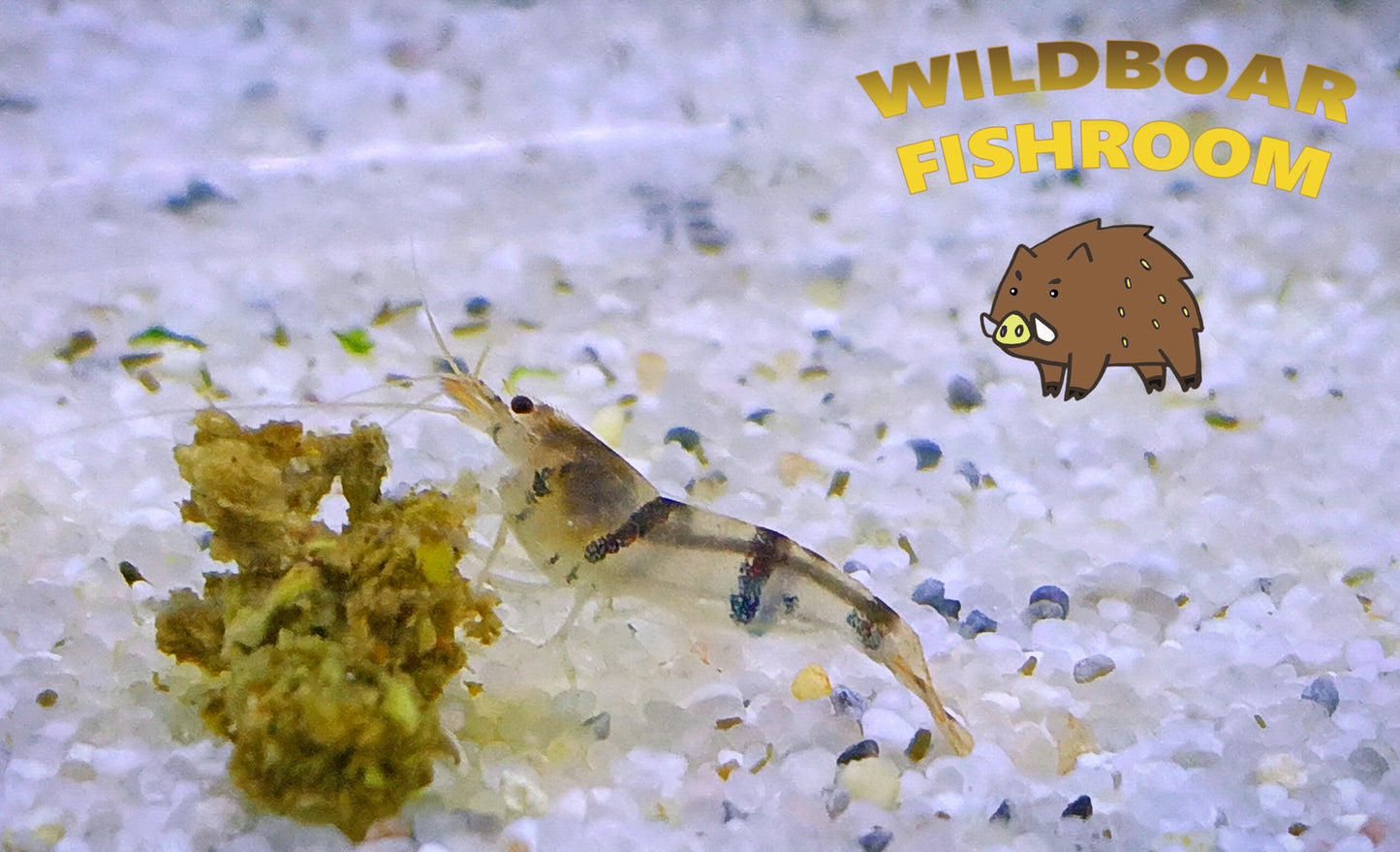 Racoon Tiger Shrimp