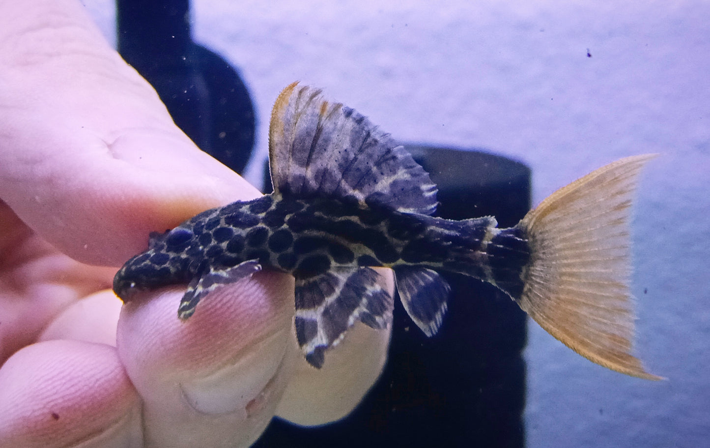 L600 Pleco x 1