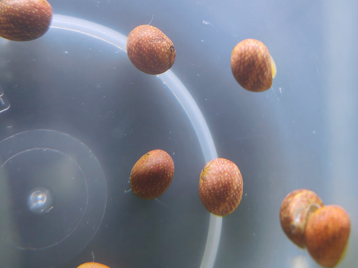 Crystal Red Shrimp (CRS) x 3 and Red pumpkin nerite snail x 3