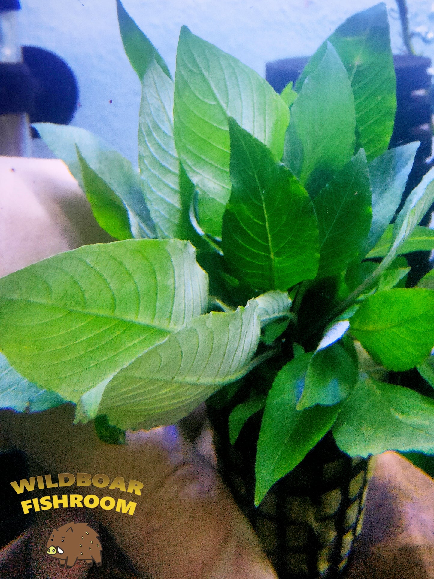 Hygrophila Corymbosa (Temple Plant)
