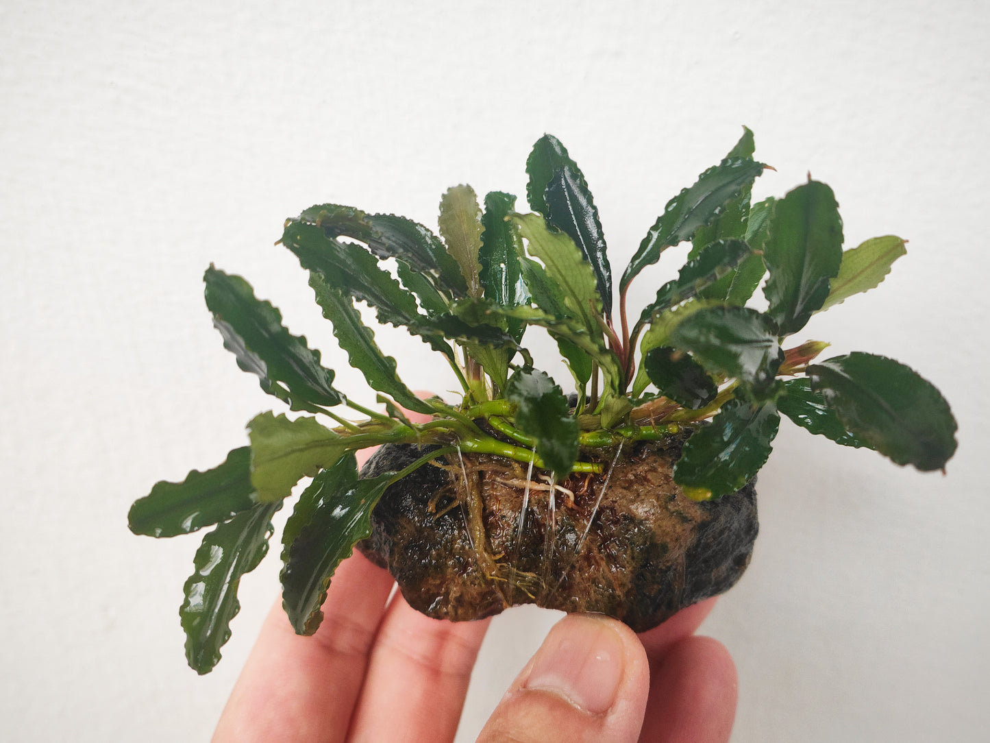 Bucephalandra sp