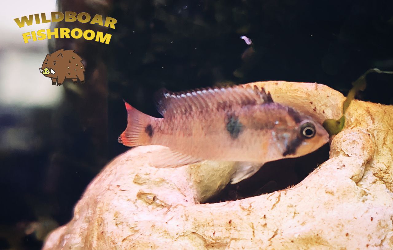 Apistogramma nijsseni