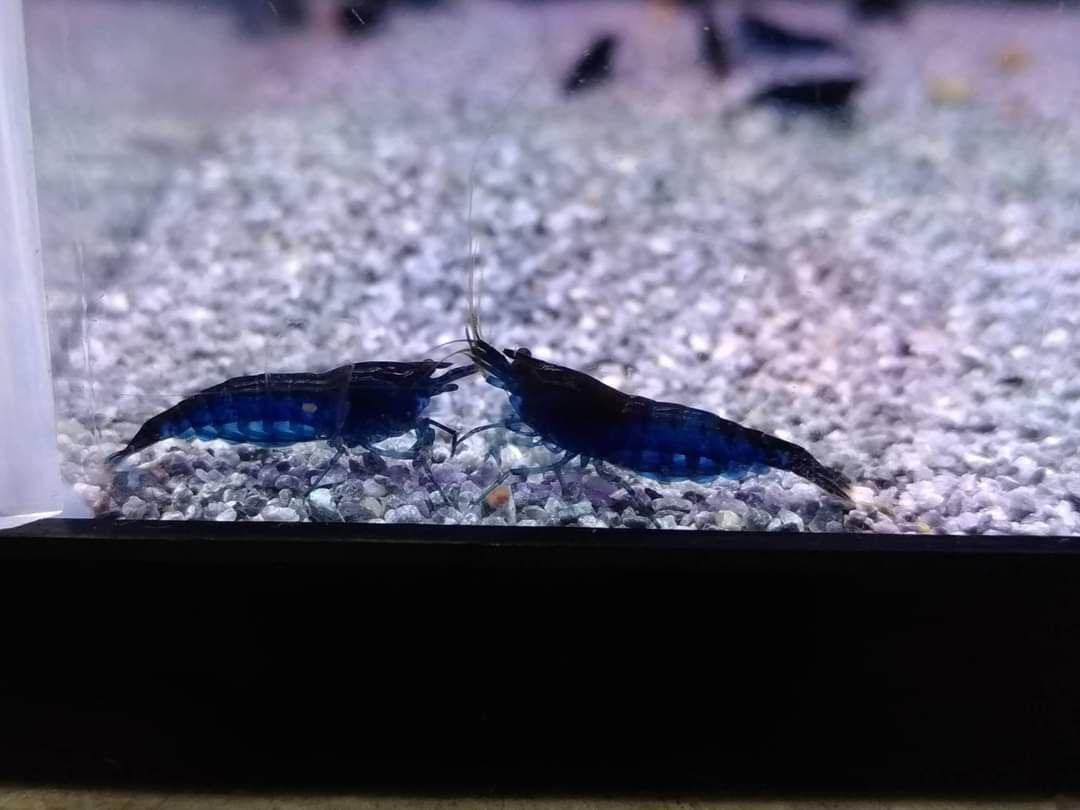 Strawberry Rasbora x 5 and blue diamond shrimps x 5