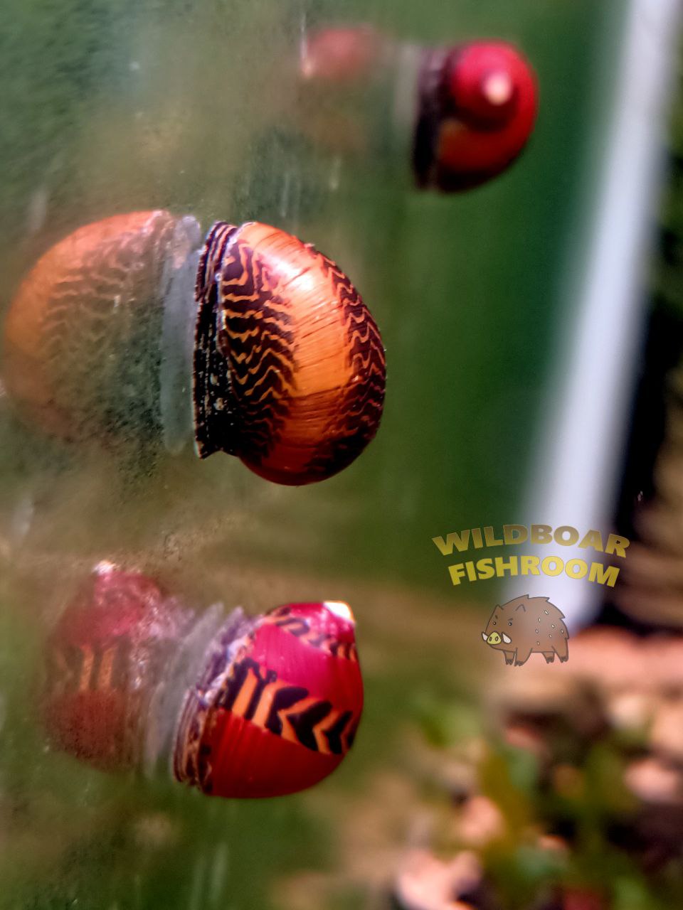 Red racer nerite snail