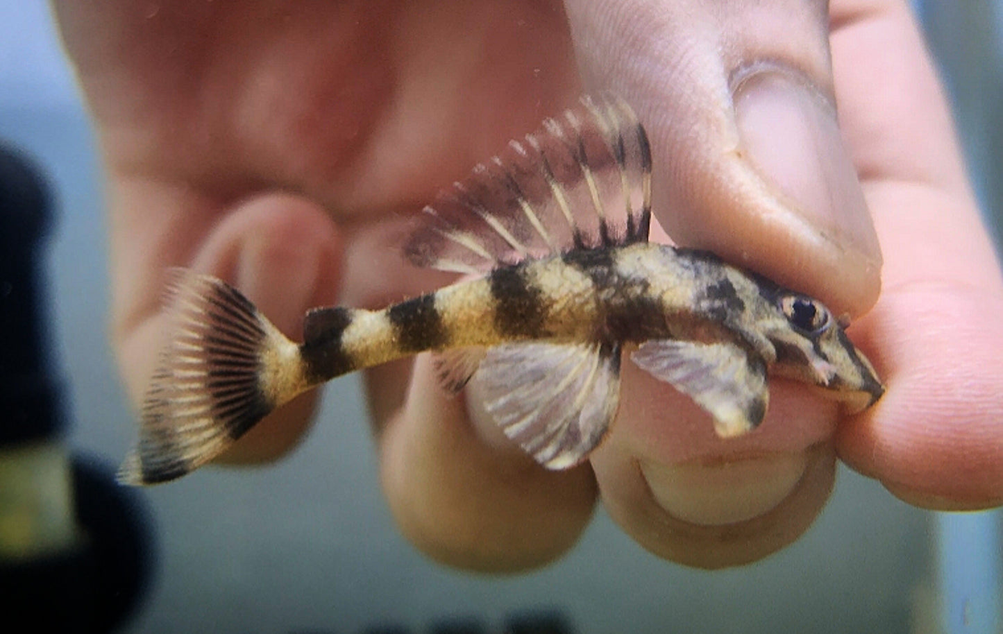 L168 pleco (butterfly)
