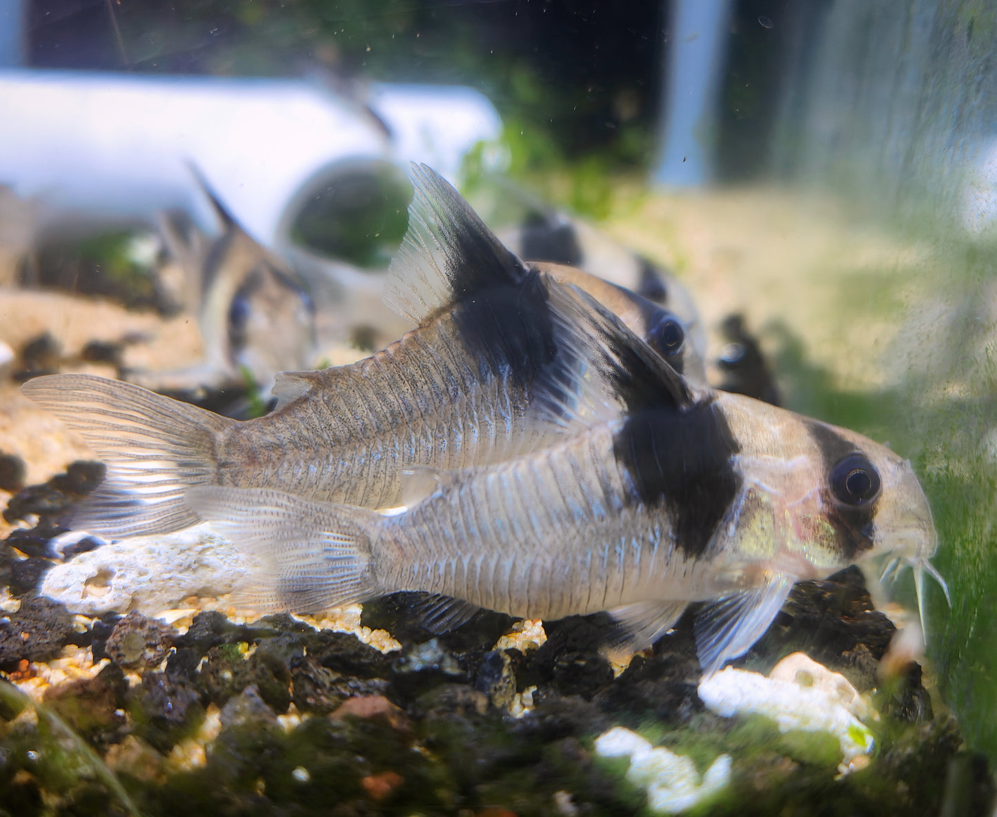 Corydoras CW49