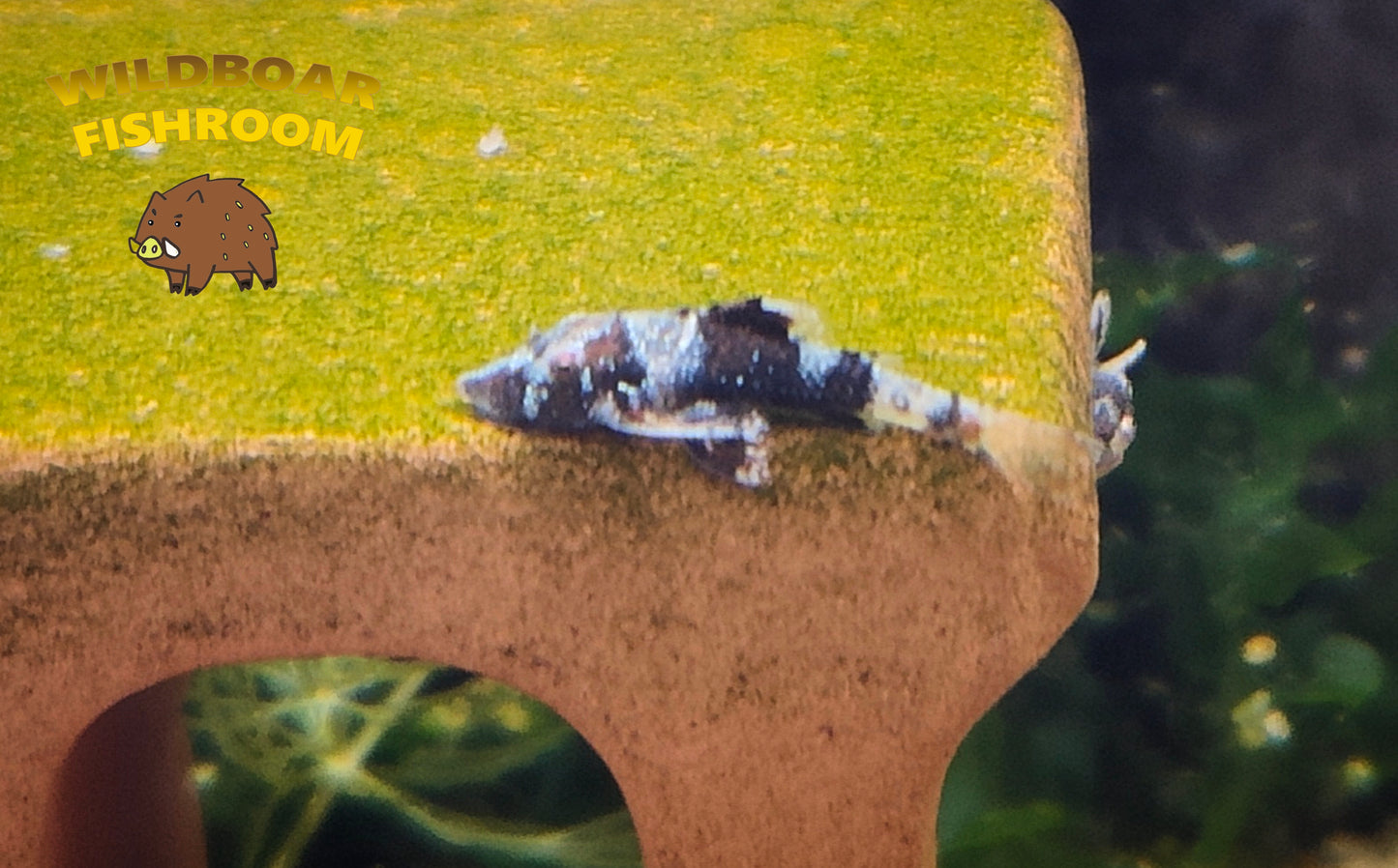 Parotocinclus britskii