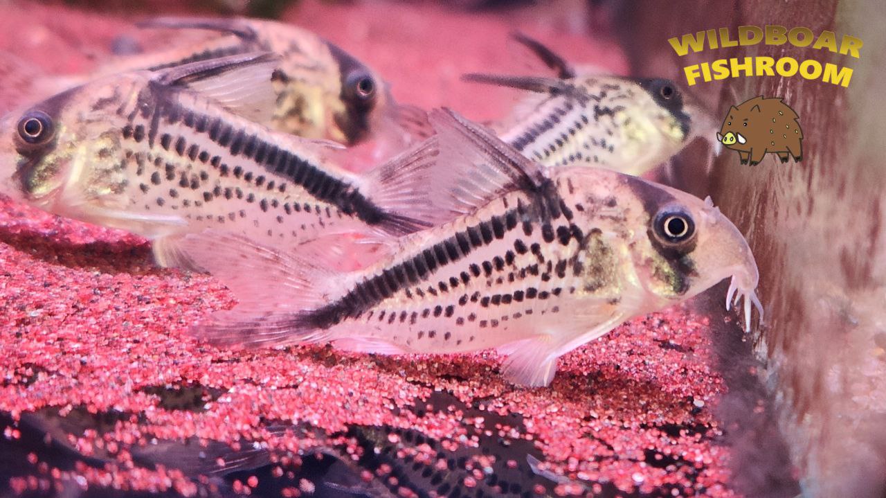Corydoras Loxozonus