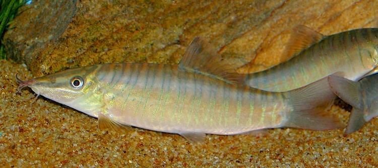 Green Tiger Loach (Syncrossus hymenophysa) *WILD*