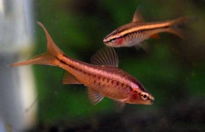 Long Fin cherry Barb