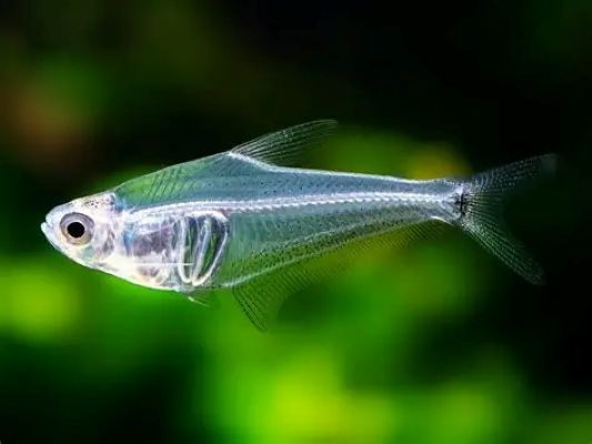 Mountain Crystal Tetra (Protocheirodon pi) * WILD *