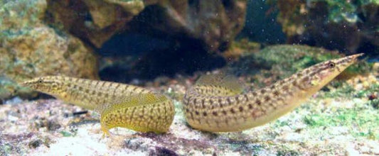 Barred Spiny eel (Macrognathus pancalus) *WILD*
