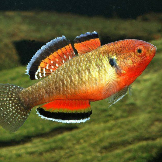 Empire Gudgeon