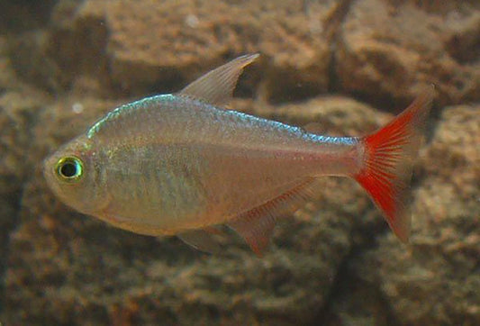 Colombian tetra (Hyphessobrycon columbianus)