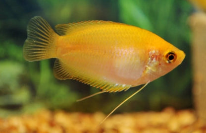 Honey Gourami (Trichogaster chuna)