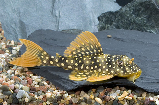 L14 Sunshine Pleco