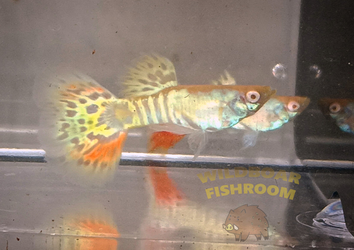 Albino Yellow tiger