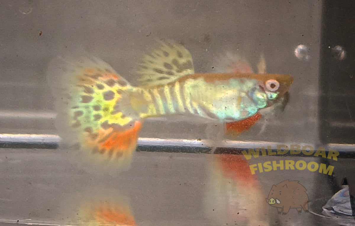 Albino Yellow tiger