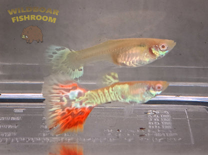 Albino Yellow tiger