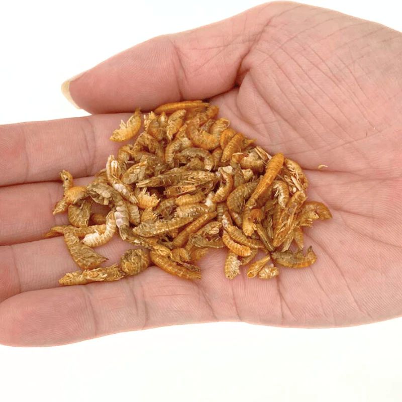 Nature Grains! Gammarus