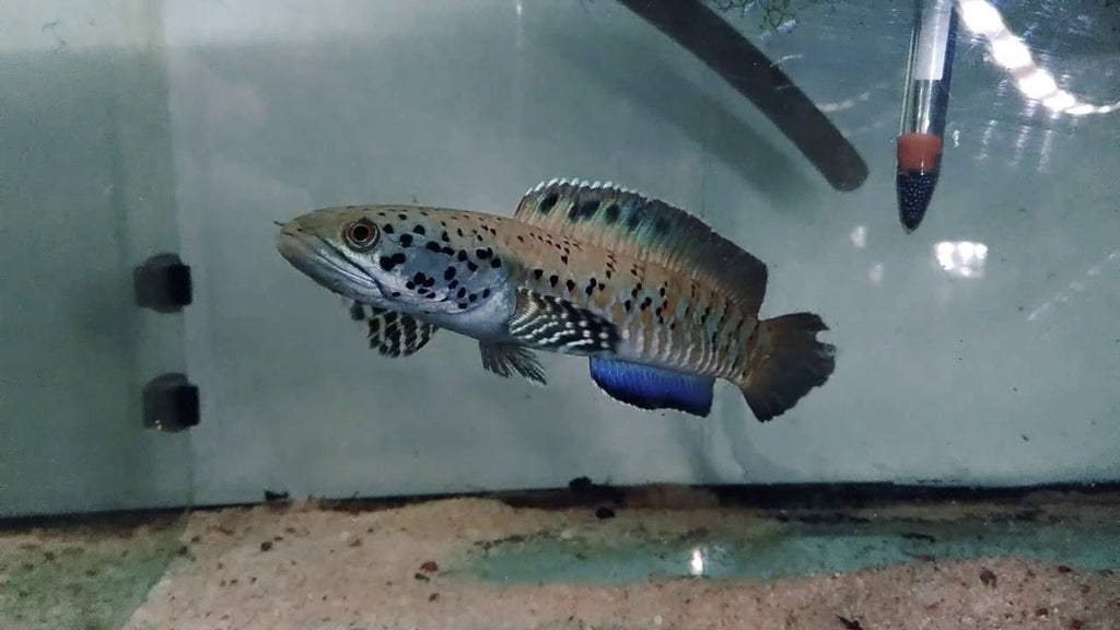 Channa ornatipinnis  *WILD*