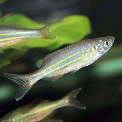 Giant Danio x 4 and Rabbit snail x 2