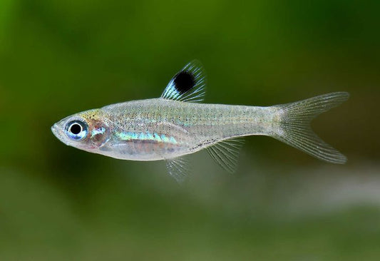 Eyespot Rasbora (Brevibora dorsiocellata)  * WILD *