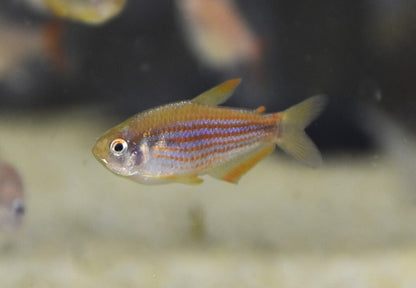 Scratched Inpa Tetra (Inpaichthys parauapiranga)