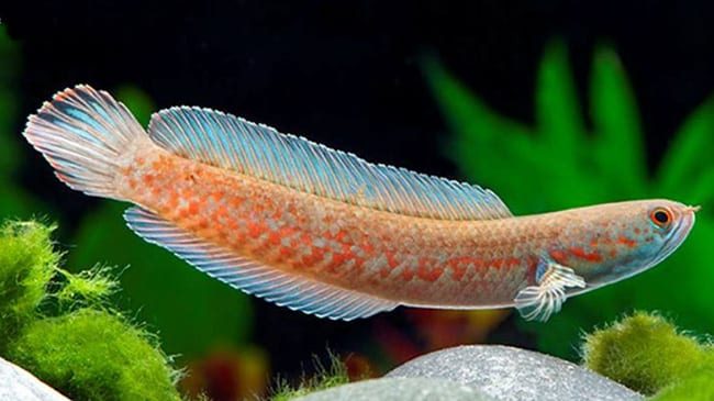 Channa burmanica  *WILD*