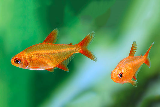 Hyphessobrycon sp. “Muzel Red Cherry“