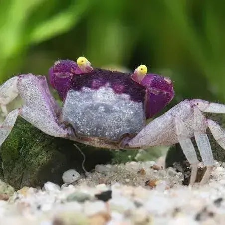 Orchid Vampire Crab