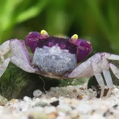 Orchid Vampire Crab
